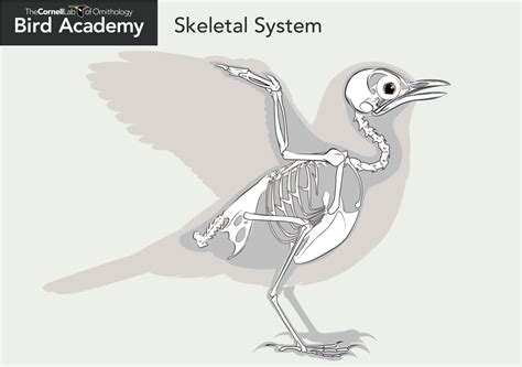 All About Bird Anatomy from Bird Academy | Bird, Bird bones, Anatomy bones