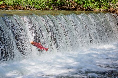 Free picture: salmon, fish, swimming, upstream