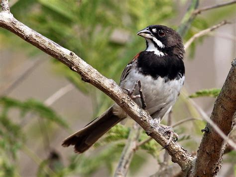 Black-chested Sparrow - eBird