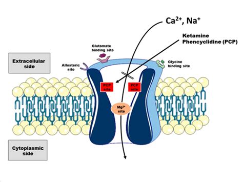 Ketamine’s Mechanisms of Action: The Secrets Explaining an Old Drug’s New Tricks