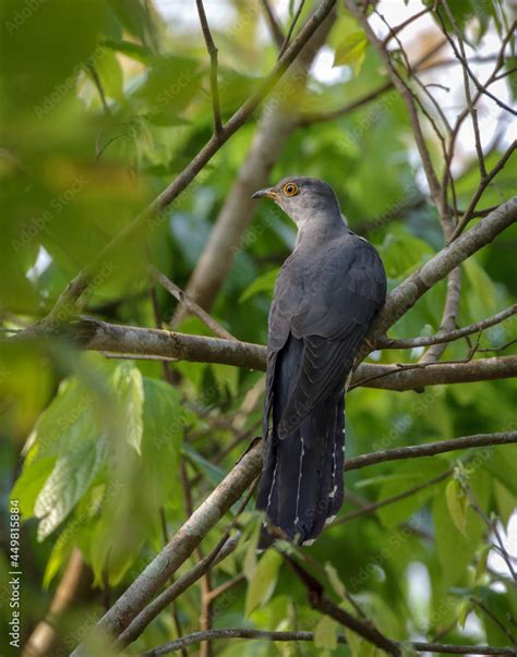 Common cuckoo.common cuckoo is a member of the cuckoo order of birds, Cuculiformes, which ...