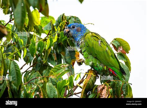 Blue headed parrot feeding on a tree from seeds Stock Photo - Alamy