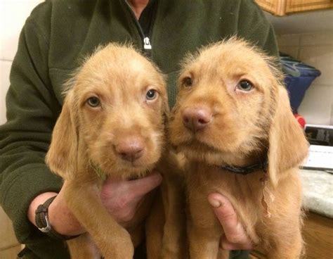 Wirehaired Vizsla Info, Temperament, Puppies, Pictures