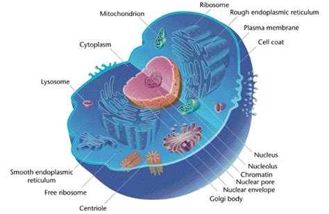 Eukaryotic Cell Diagram