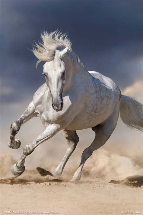 Horses Wallpaper - EnWallpaper