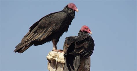 Caminantes del Desierto: NUESTRA AVE CARACTERÍSTICA. EL JOTE CABEZA COLORADA