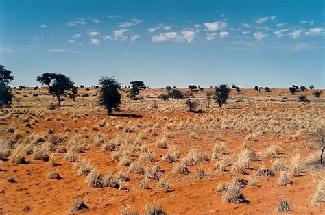 Kalahari Desert Plants - Kalahari Desert