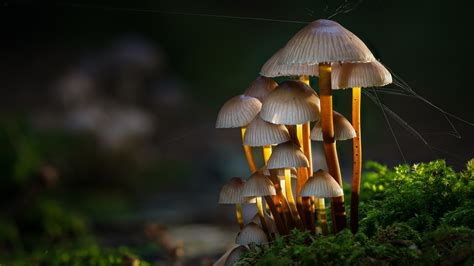 Download Macro Moss Nature Mushroom 4k Ultra HD Wallpaper