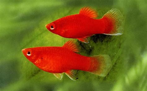 How to Breed Platy Fish? - AquariumNexus