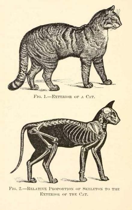 28 Best cat skeleton images | Cat skeleton, Cat anatomy, Animal skeletons