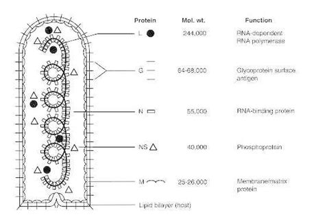 Virus Structure - RABIES VIRUS INFORMATION