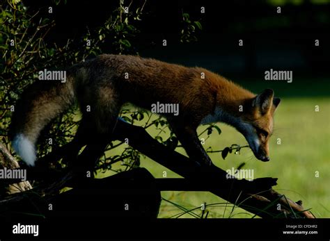 red fox climbing tree Ohio Stock Photo - Alamy