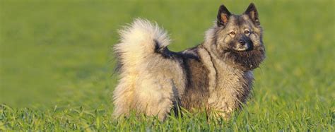 Keeshond | Dog Breed Facts and Information - Wag! Dog Walking