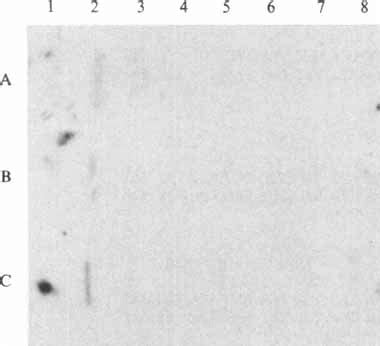 Hybridization of oligonucleotide probes complementary to the | Download Scientific Diagram