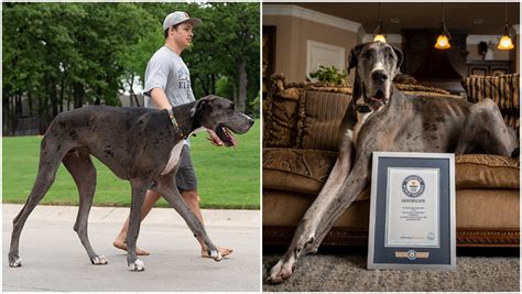 World’s tallest dog confirmed as Zeus the Great Dane | Guinness World ...