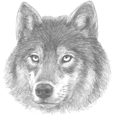 How To Draw a Wolf: 10 Easy Drawing Projects