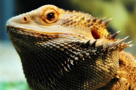 16 Reptiles that Are Herbivores (A to Z List with Pictures) – Fauna Facts