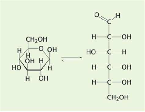 L22 Carbohydrate Metabolism- Glycolysis DJ Flashcards | Quizlet