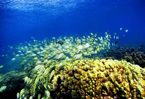 This is how tourists are destroying coral reefs in Hawaii - ABC News