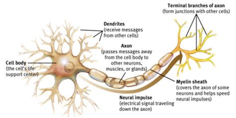 Neurophysiological Basis of Movement Flashcards | Quizlet