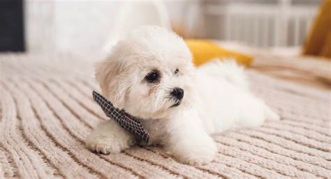 Bichon Frise Weight Chart | Bichon Size & Growth Chart