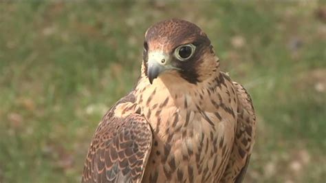 Toppenish Wildlife Refuge Welcomes Home Thousands of Birds