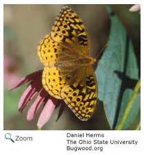 Great Spangled Fritillary - Speyeria cybele | Wildlife Journal Junior