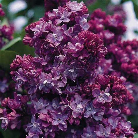 45 best Lilac varieties images on Pinterest | Lilac varieties, Lilacs and Syringa vulgaris