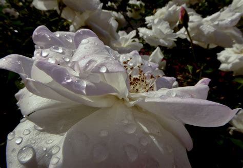 Raindrops On Roses Free Stock Photo - Public Domain Pictures