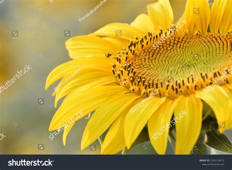 Yellow Sunflower Pc Desktop Wallpaper Stock Photo 1783124672 | Shutterstock