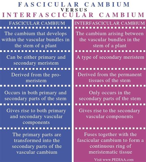 Difference Between Fascicular Cambium and Interfascicular Cambium | Virtual classrooms, Primary ...