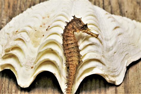 Seahorse And Seashell Close-up Free Stock Photo - Public Domain Pictures