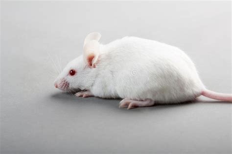 Laboratory mouse. White laboratory mouse isolated on grey background , #Sponsored, #White, # ...