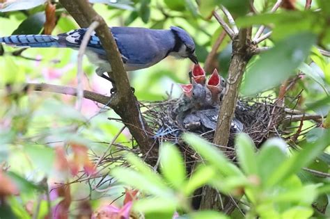 How To Attract Blue Jays: 4 Essentials That'll Entice Jays to Your Yard ...