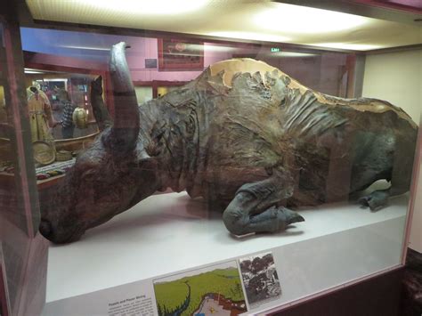 9,300-Year-Old Bison Mummy Found In Siberia Sheds Light On Ice Age Beast [PHOTO] | IBTimes