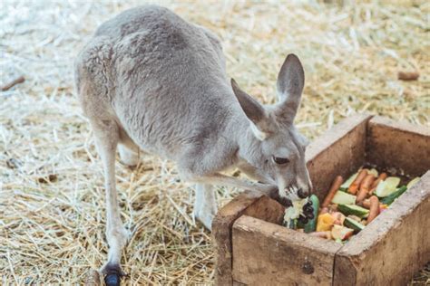 80+ Kangaroo Diet Stock Photos, Pictures & Royalty-Free Images - iStock