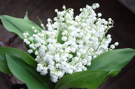 muguet - Humeur de Jardinier