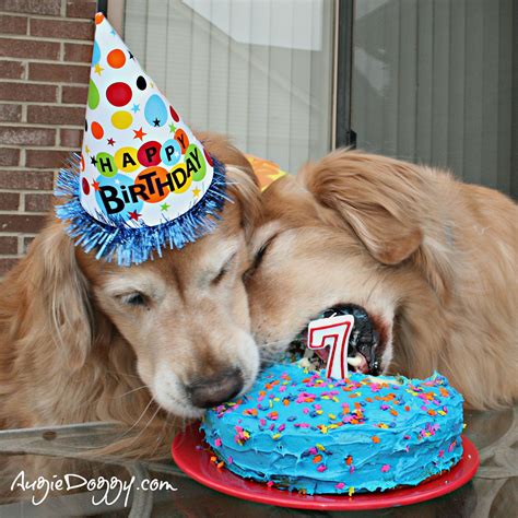 dog eating cake meme - Edra Yarbrough