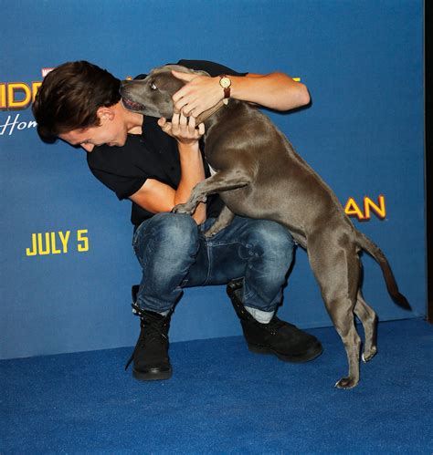 Tom Holland had *the best* date on the "Spider-Man" blue carpet: his dog - HelloGigglesHelloGiggles