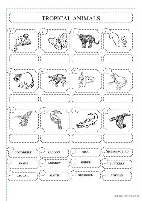 Rainforest animals: English ESL worksheets pdf & doc