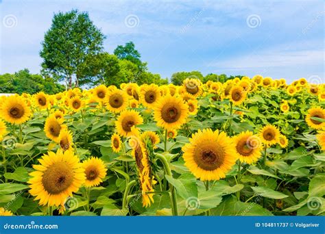 Sunflowers Field, Summer Flowers Landscape. Stock Image - Image of field, green: 104811737