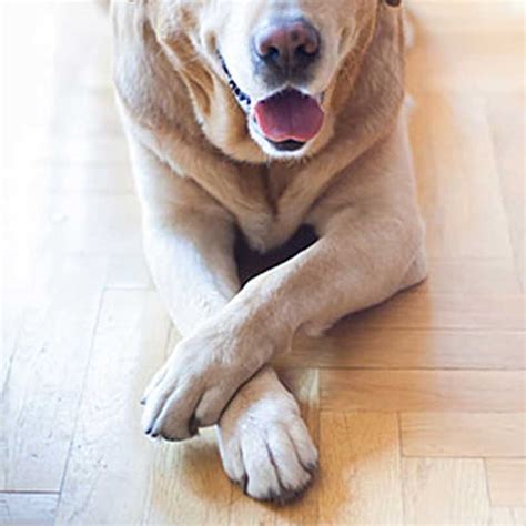 Common Front Leg and Wrist Injuries in Dogs - Ortho Dog