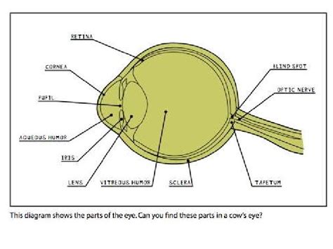 Cow Eye Dissection Diagram Labeled