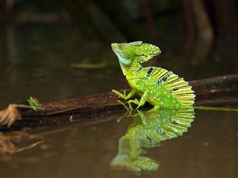 Plumed Basilisk Lizard, Tortuguero National Park Costa Rica - not every ...