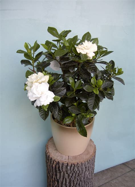 Helleborus and Gardenia Plants - Martin's, the Flower People