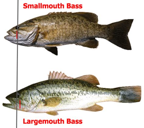 Great Lakes Bass Fishing Forum - Comparison of a Smallmouth and Largemouth Bass mouth