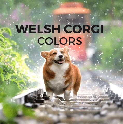 Welsh Corgi colors and coat guide to keeping them fluffy - Your Dogs World