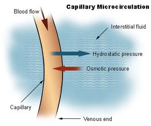 Physiology of Circulation | SEER Training