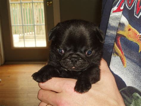 Puffball puppy pug | Puppies, Pugs, Baby girl