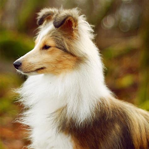 The top 10 smartest dog breeds | South Coast Sun